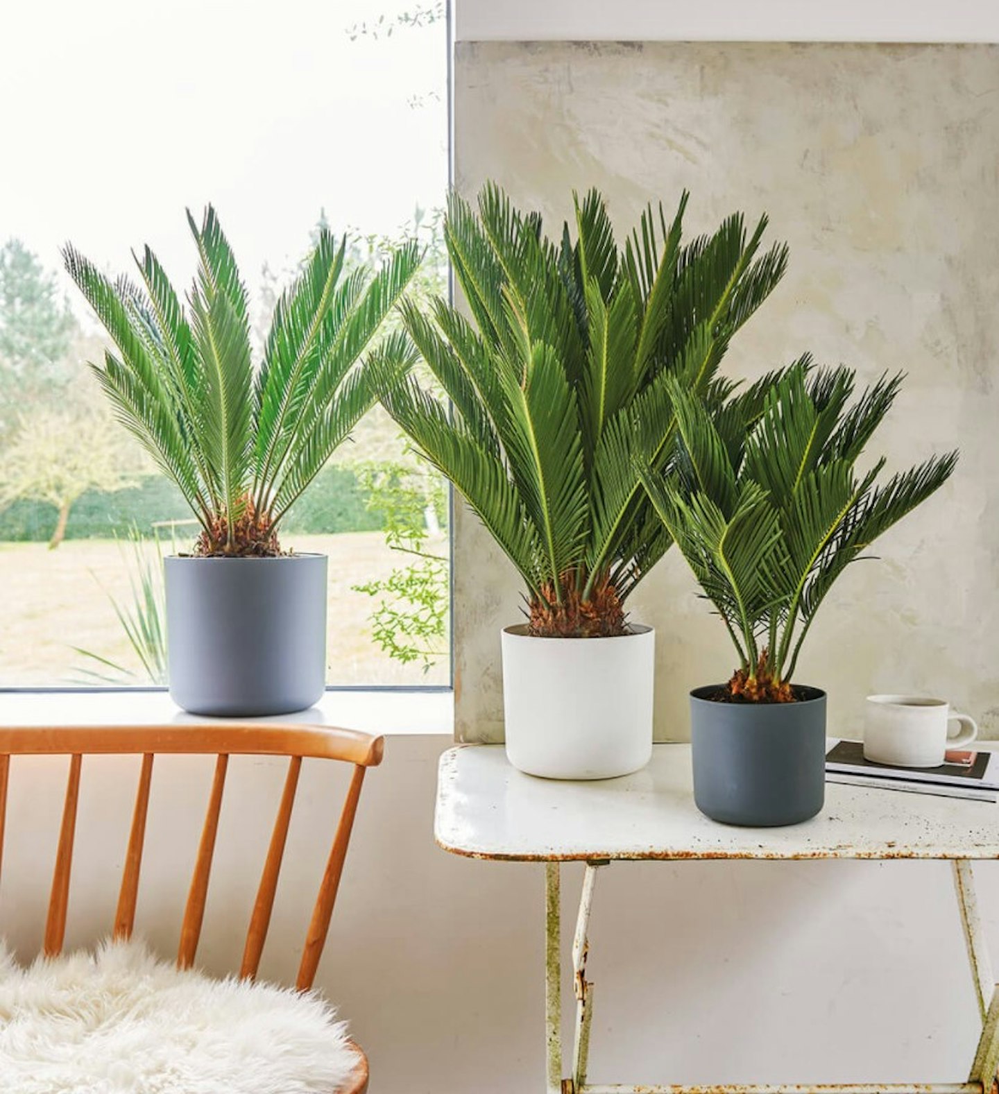 What are the best houseplants for cold rooms? Interiors Grazia